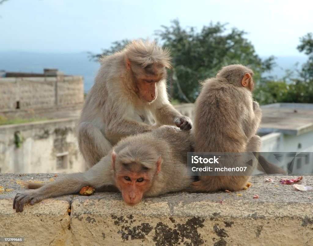 Os animais: Macaco Trio Índia - Royalty-free Animal Foto de stock