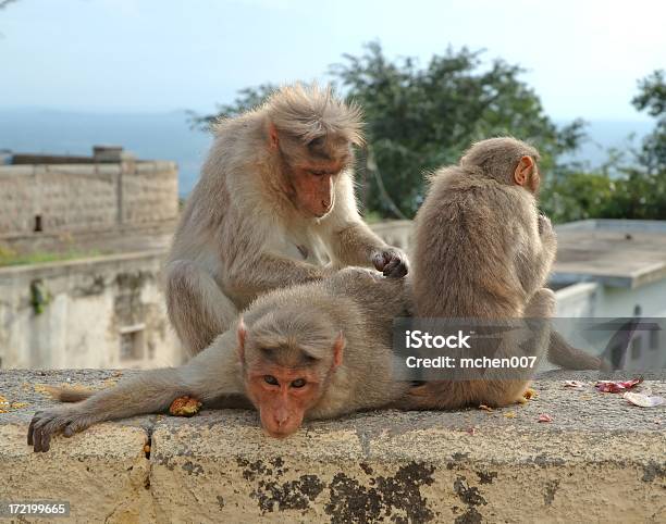 Os Animais Macaco Trio Índia - Fotografias de stock e mais imagens de Animal - Animal, Cercopithecus Mitis, Encosta