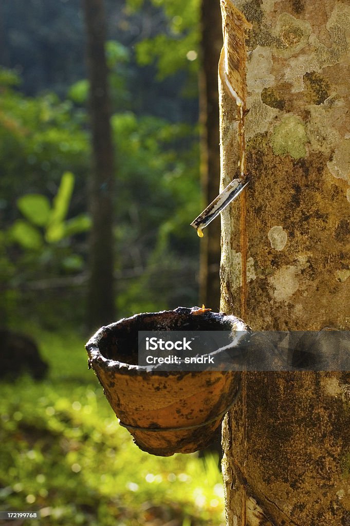 Albero del caucciù Close-Up - Foto stock royalty-free di Agricoltura