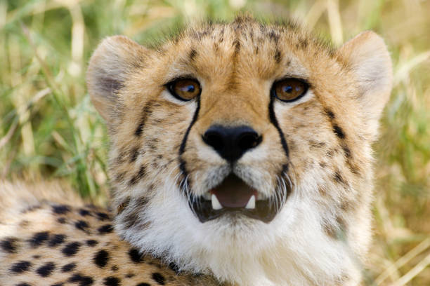 cheetah resting on green grass, very close eye contact. Large graceful feline beast