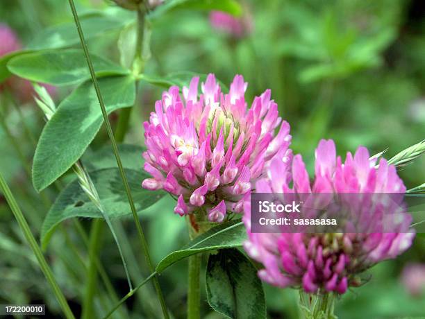 Photo libre de droit de Fleurs De Trèfle banque d'images et plus d'images libres de droit de Chance - Chance, Couleur verte, Dalea purpurea