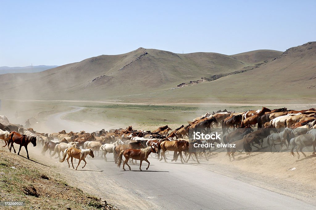 Cavalos crossing the road - Royalty-free Animal selvagem Foto de stock