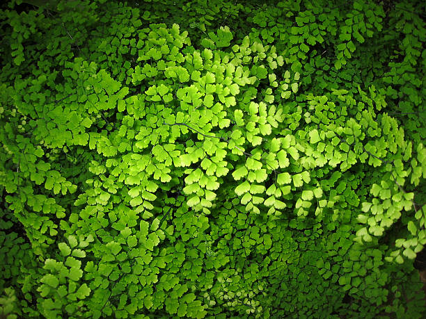 istock maidenhair fern 172200150