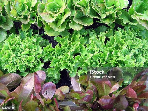Fresh Garden Salat Stockfoto und mehr Bilder von Ansicht aus erhöhter Perspektive - Ansicht aus erhöhter Perspektive, Bildhintergrund, Blatt - Pflanzenbestandteile