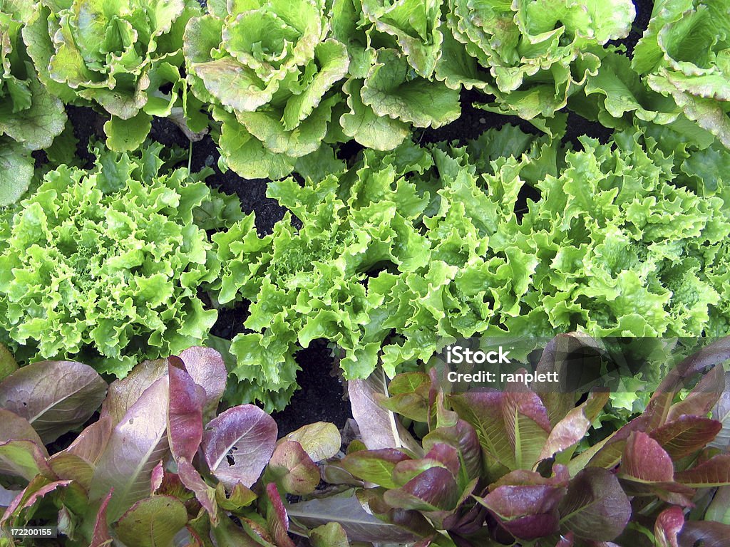 Fresh Garden Lettuce A detailed photo of fresh lettuce. The image was taken in a garden with natural light, so it has a very authentic, homegrown feel to it. It even has moisture left from the rain. Thank you for viewing this image! Backgrounds Stock Photo