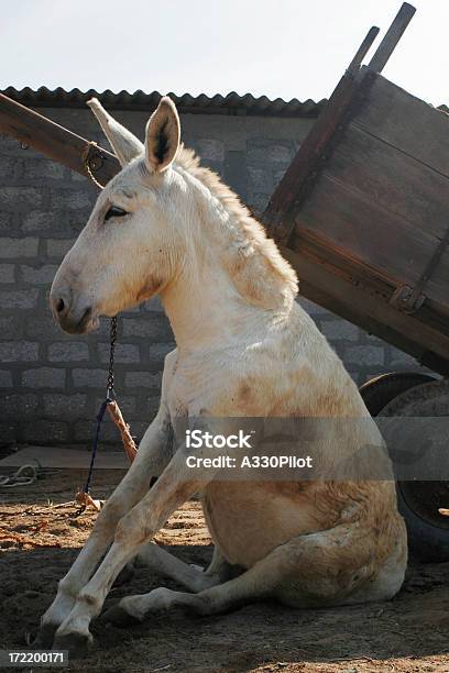 Donkey And Cart Stock Photo - Download Image Now - Donkey, Sitting, Animal