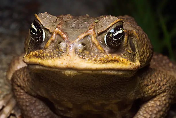 "Mmmm, that guy with the macro lens looks tasty...These dogfood-stealing charmers are known by several names, including marine toads, giant toads, and down under, they're taking over the bloody continent. Tastes like chickenHere's the whole frog/toad series, all from Costa Rica:"