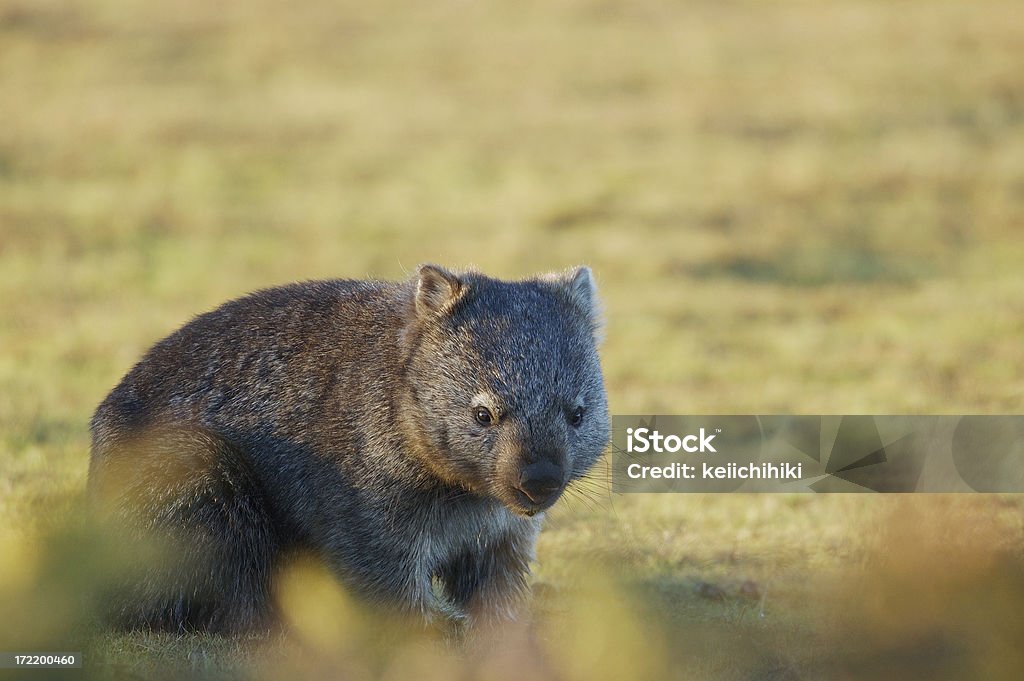 wombat - Foto de stock de Wombat libre de derechos