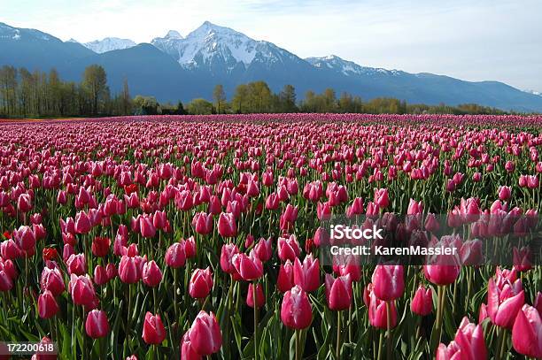 Photo libre de droit de Tulipes Dans La Montagne banque d'images et plus d'images libres de droit de Agriculture - Agriculture, Canada, Champ