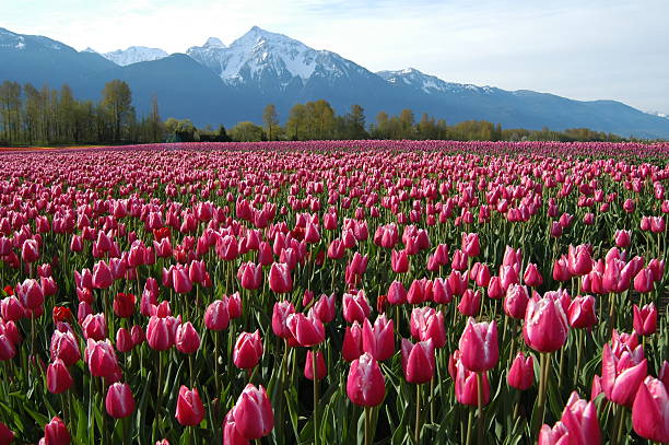 istock Tulips in the Mountain 172200618