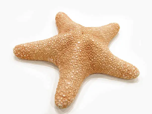 Photo of Starfish