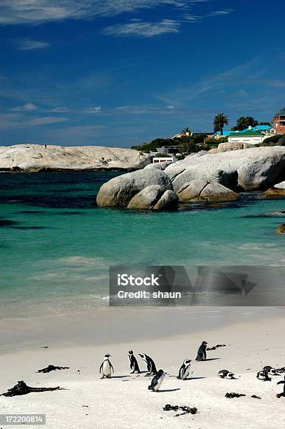 Boulders Beach Stock Photo - Download Image Now - Animal, Beach, Beauty In Nature