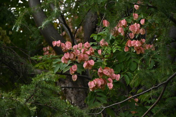 istock Flamegold rain tree ( Koelreuteria henryi ) fruits. Sapindaceae deciduous tropical tree. 1722008738