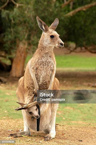 Kangaroo I Joey - zdjęcia stockowe i więcej obrazów Australia - Australia, Dzikie zwierzęta, Fotografika