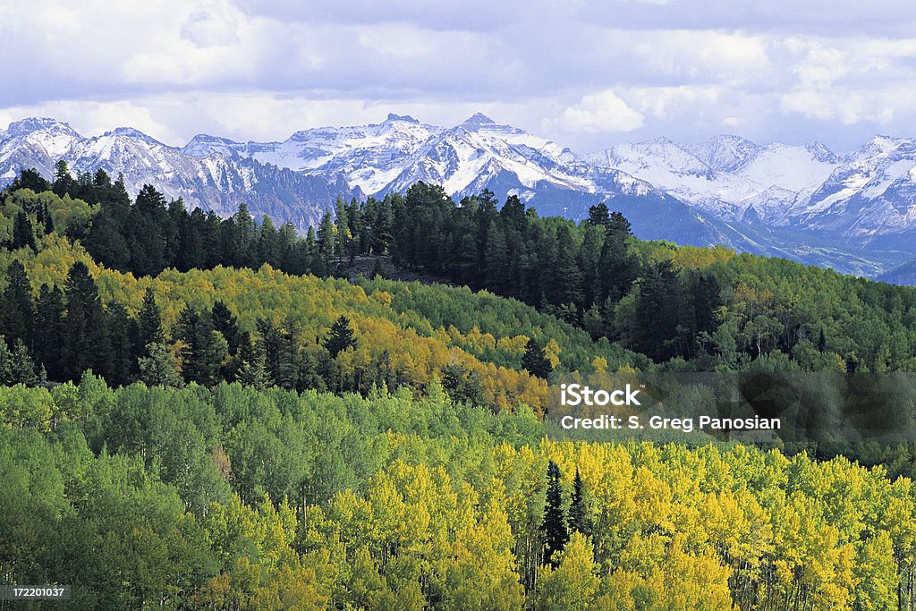 Colorado Jesień - Zbiór zdjęć royalty-free (Gaj)