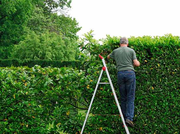 homme senior des laurel haie de printemps - escabeau photos et images de collection