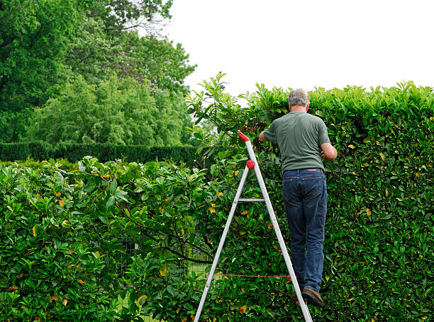 Senior man cutting  laurel hedge in springtime Man standing on a ladder and cutting the Cherry laurel hedge in springtime. hedge stock pictures, royalty-free photos & images