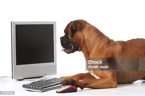 Dog With Computer Stock Photo - Download Image Now - Desktop PC, Humor, Using Computer