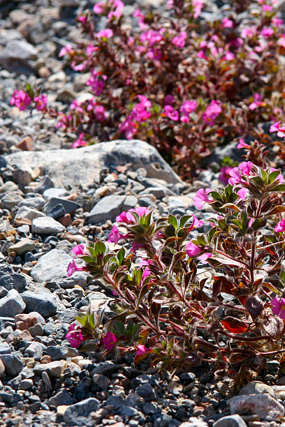 Bright pink desert flowers stock photo