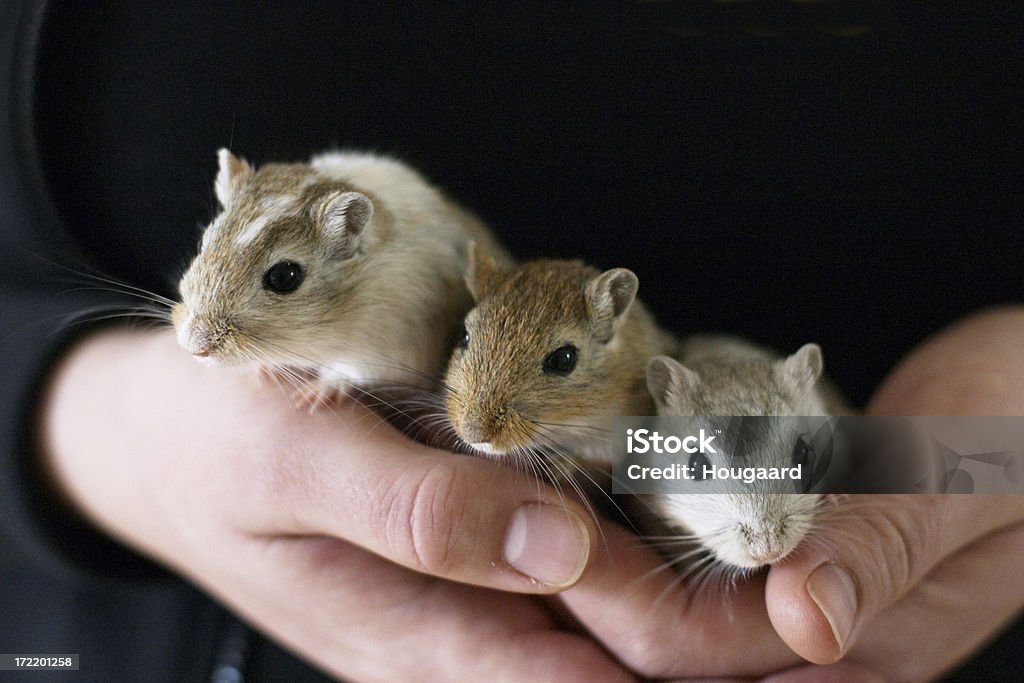 Tre gerbils - Foto stock royalty-free di Gerbillo