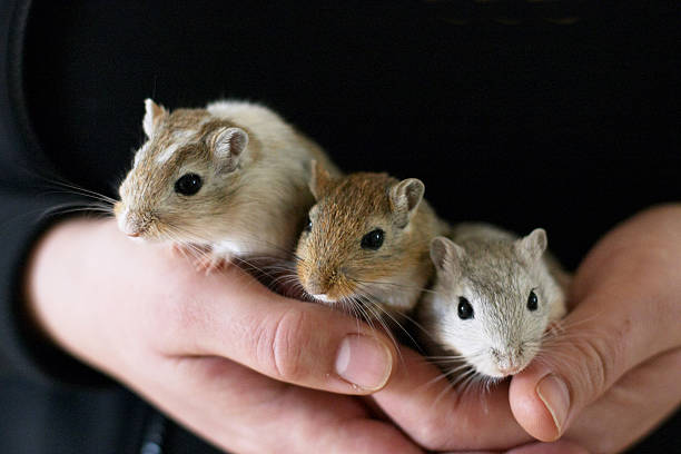 Three gerbils Three gerbils sitting in hands and looking at the camera. gerbil stock pictures, royalty-free photos & images
