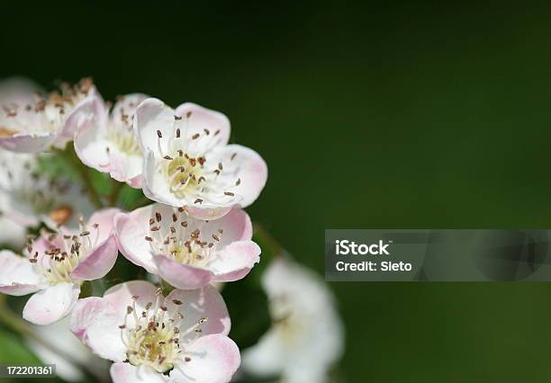 Боярышник Blossom — стоковые фотографии и другие картинки Боярышник - Боярышник, Период цветения, Без людей