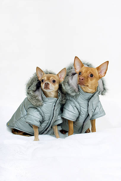 istock Two Chihuahuas Wearing Winter Coats 172201368
