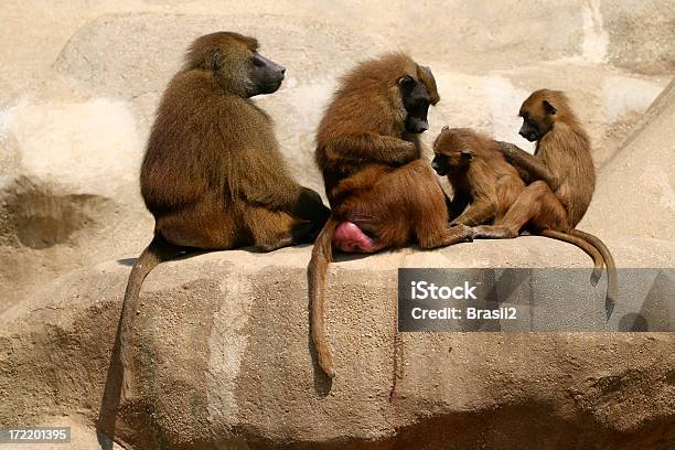 Foto de Babuíno A Família e mais fotos de stock de Amizade - Amizade, Amor, Animais Machos