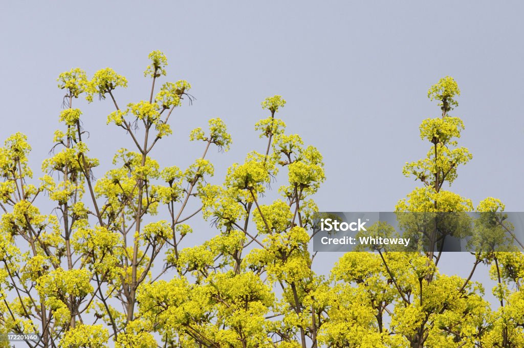 Amarelo Flores de Primavera de Ácer-da-Noruega Ácer platanoides - Royalty-free Amarelo Foto de stock