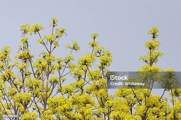 Amarelo Flores De Primavera De Ácerdanoruega Ácer Platanoides - Fotografias de stock e mais imagens de Amarelo