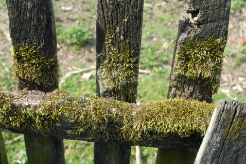 moss on the old wooden fence