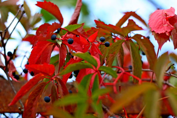 istock red and green autumn leaves with berries 1722014786