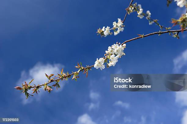 Photo libre de droit de Cerisier En Fleurs Et Le Ciel Bleu banque d'images et plus d'images libres de droit de Arbre - Arbre, Arbre en fleurs, Beauté