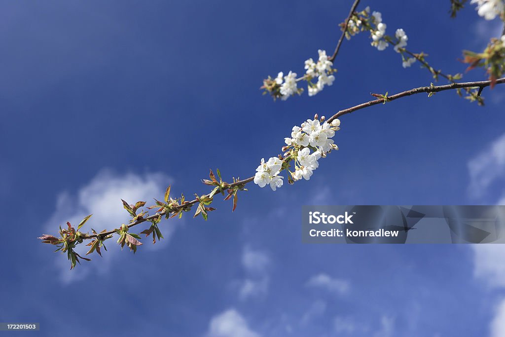 벚꽃은 일본 벚꽃 나무, blue sky - 로열티 프리 개념 스톡 사진