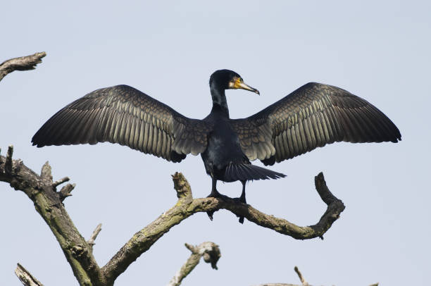 istock Heraldic cormorant hung out to dry 172201616