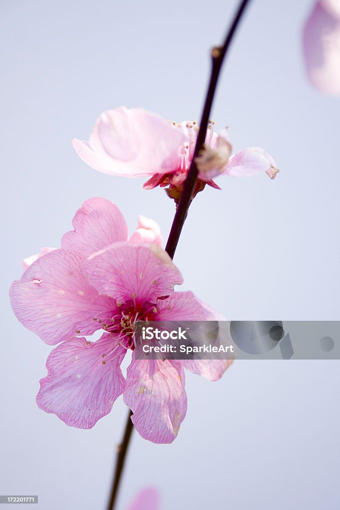 Różowy Wiosna blossom - Zbiór zdjęć royalty-free (Kwiat brzoskwini)