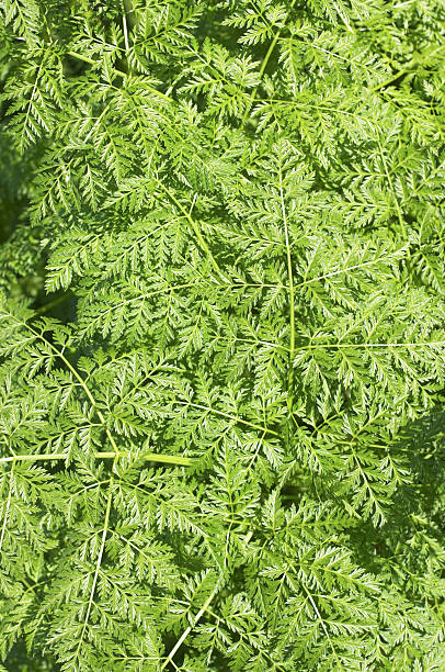 cerefolio agreste anthriscus sylvestris patrón de hoja - cerefolio agreste fotografías e imágenes de stock