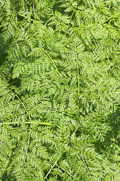 Cow parsley  Anthriscus sylvestris leaf pattern Fresh leaves of cow parsley (Anthriscus sylvestris) viewed from above. Other names for cow parsley are wild chervil, hedge parsley, keck and wild beaked parsley. It is native in grassy places, hedgerows and wood-margins, and is abundant through most of Britain. It shows a preference for soils of a neutral pH. cow parsley stock pictures, royalty-free photos & images