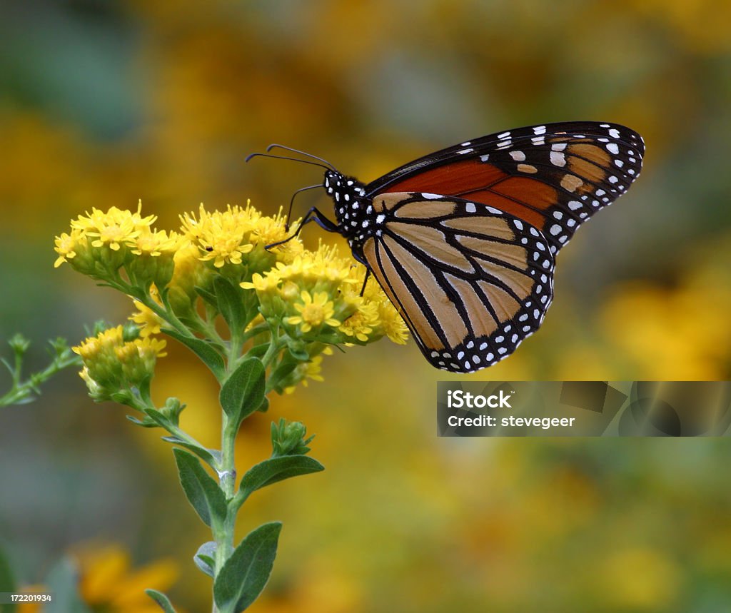 Monarch Butterfly - Lizenzfrei Insekt Stock-Foto