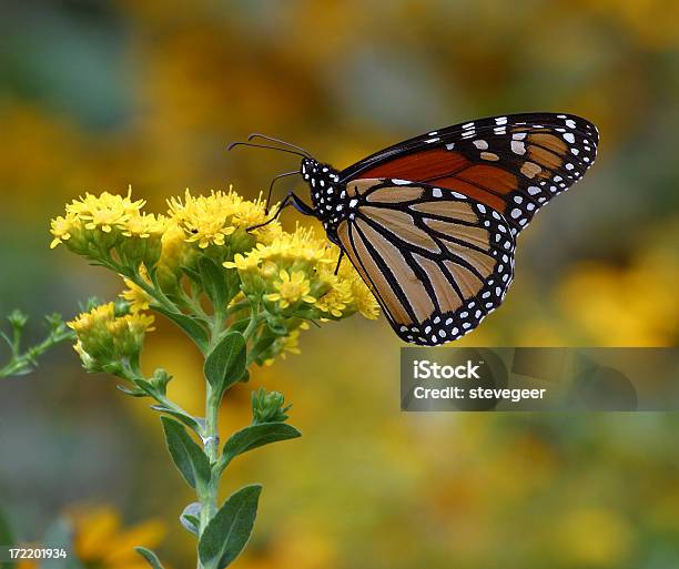 Farfalla Monarca - Fotografie stock e altre immagini di Insetto - Insetto, Prateria - Zona erbosa, Ambientazione esterna