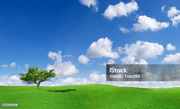 Paesaggio - Fotografie stock e altre immagini di Albero - Albero, Ambientazione esterna, Bellezza