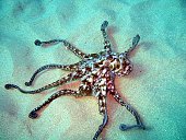 oktopus-am-sand.jpg?b=1&s=170x170&k=20&c