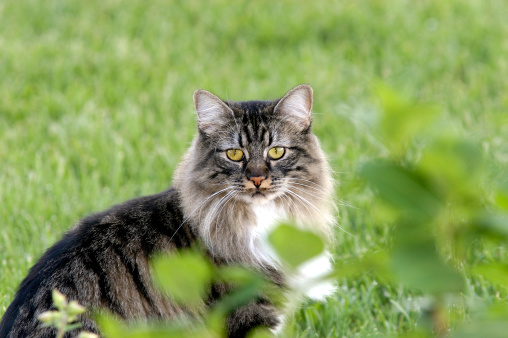 Beautiful female cat with green eyes hiding behind a bush. Her breed is Manx.