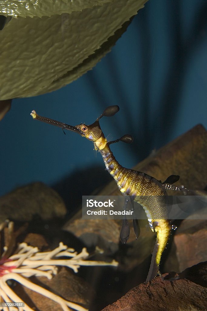 Acuario de Nueva Orleans-Seahorse - Foto de stock de Acuario - Recinto para animales en cautiverio libre de derechos