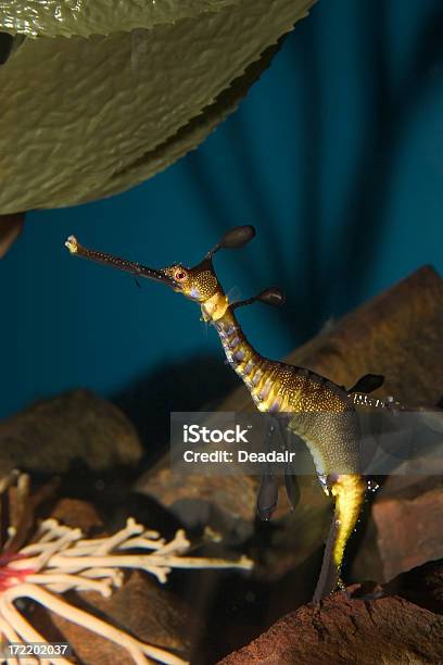 Acuario De Nueva Orleansseahorse Foto de stock y más banco de imágenes de Acuario - Recinto para animales en cautiverio - Acuario - Recinto para animales en cautiverio, Agua, Amarillo - Color