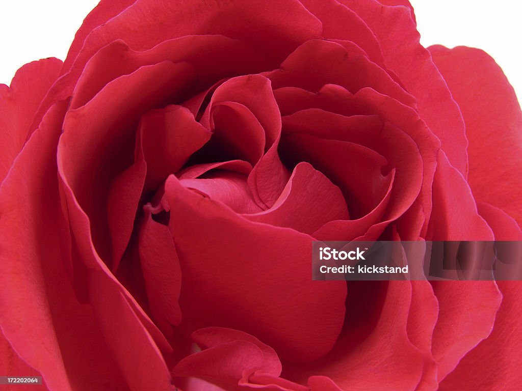 macro Rose éclatant - Photo de Abstrait libre de droits