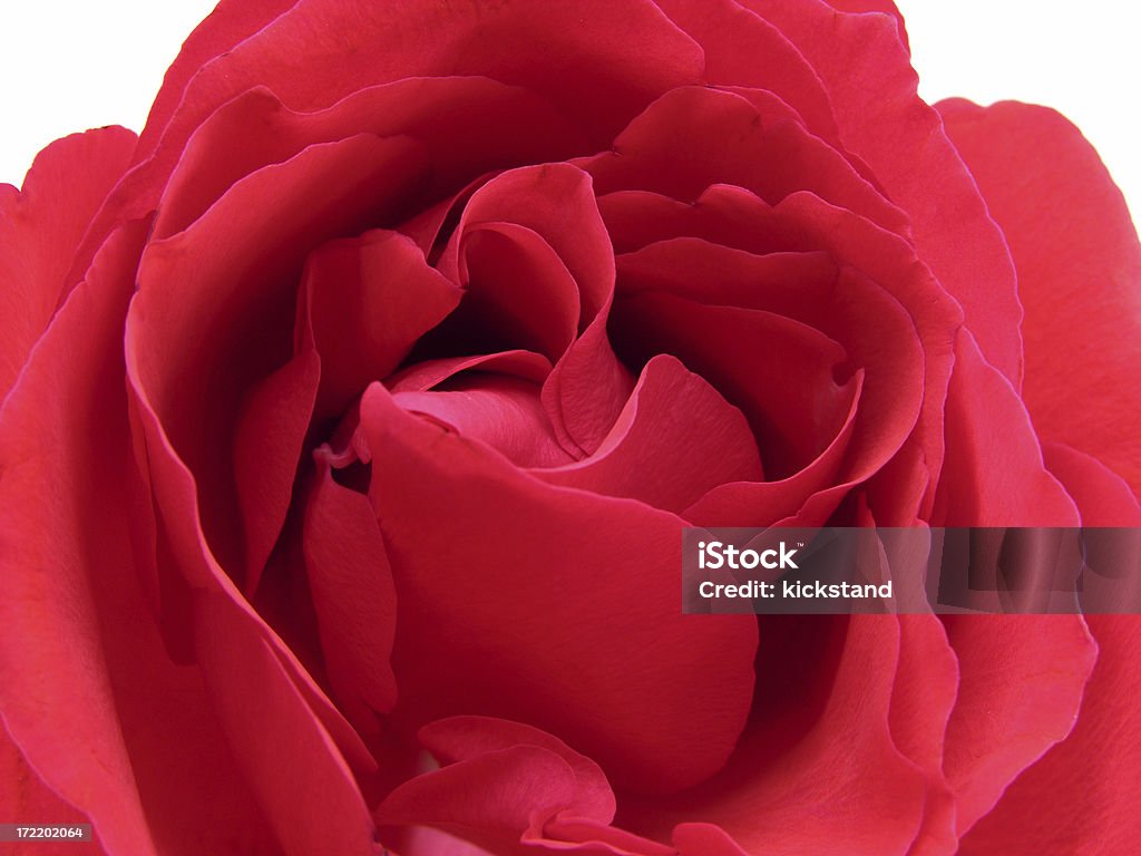 Rosa brillante macro - Foto stock royalty-free di Amore