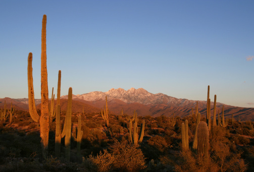 An Arizona sunset with saguaros in the foreground and a snow covered Four Peaks mountain in the background.