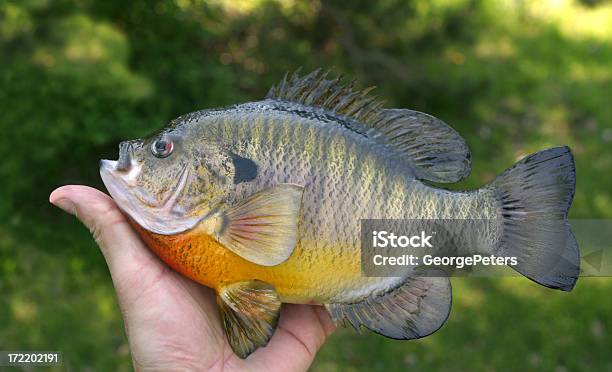 Foto de Em Sunfish e mais fotos de stock de Peixe - Peixe, Peixe-lua - Peixe, Peixe Sol