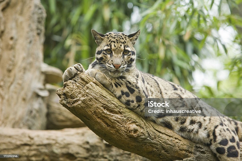 Pantera nebulosa - Foto de stock de Pantera nebulosa libre de derechos